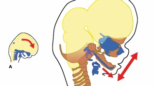 Die Entwicklung der Maxilla