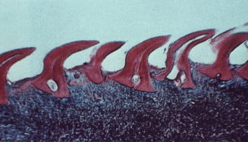 firstGalleryImage