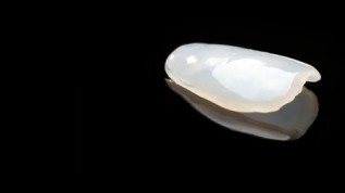 Ein bioästhetischer Quantensprung