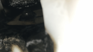 Aquatischer Biofilm, Pilzflora und Reparaturkosten