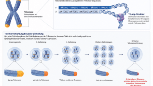 Telomere und orale Mikrobiomdynamik – Ein integratives Konzept des biologischen Alterns