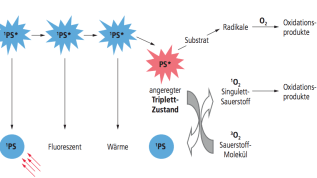 Die Photodynamische und Photothermische Therapie – ein Überblick