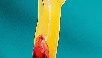 firstGalleryImage